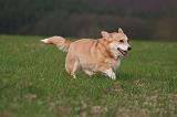 CORGI PEMBROKE 1458